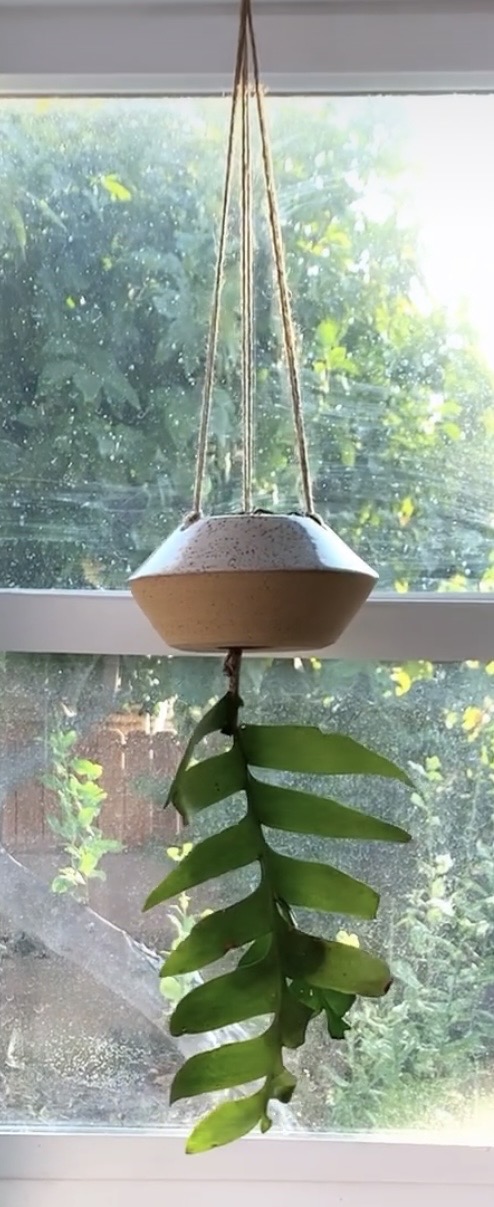 Mipa's Pots and Plants image